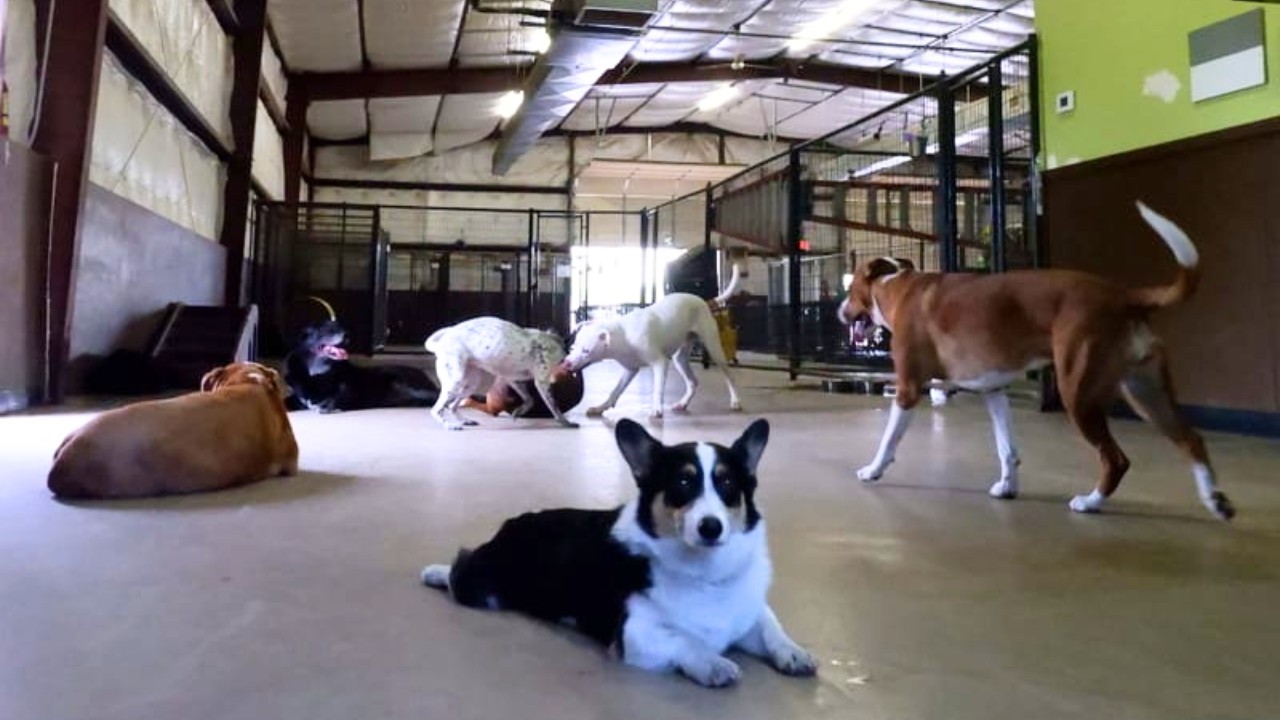 Cage-free indoor dog play area in Round Rock