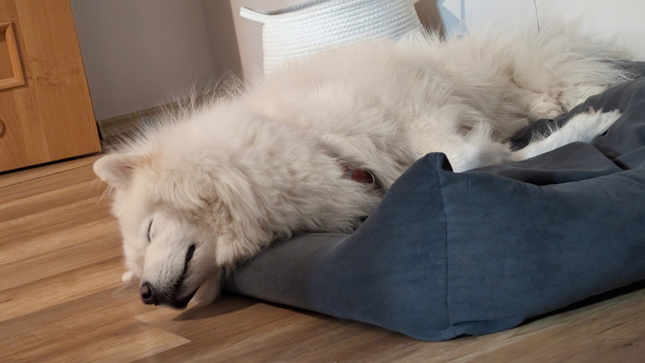 Cage-free overnight dog boarding accommodations in Round Rock