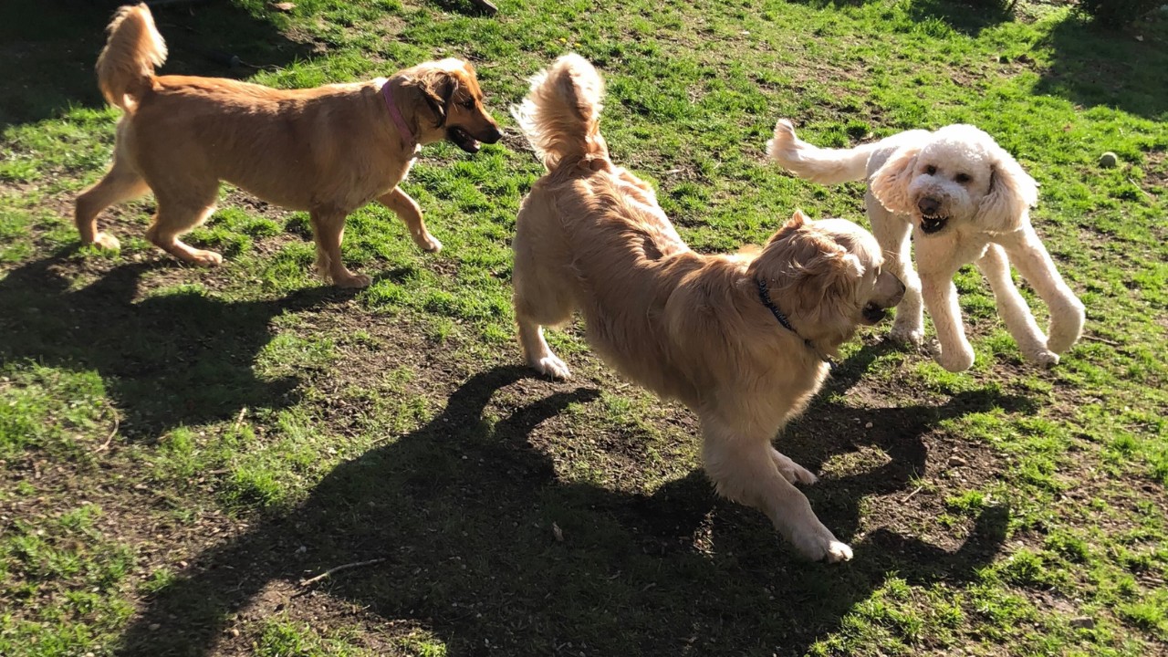 Dogs in cage-free daycare play group in Round Rock